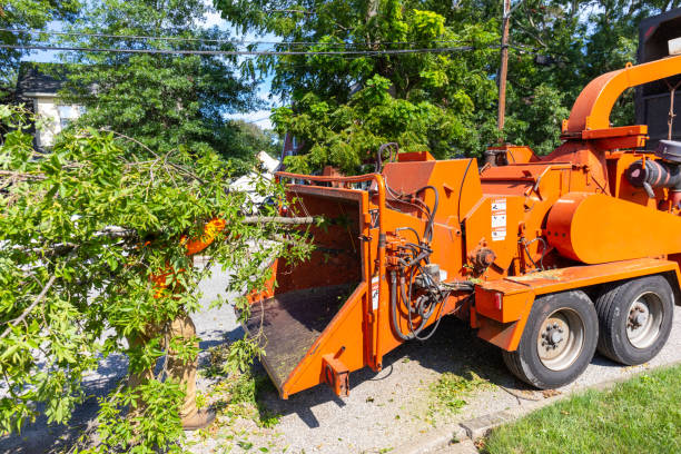 Trusted South Berwick, ME Tree Service Experts